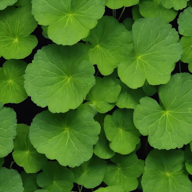 Les feuilles de l'argousier indien