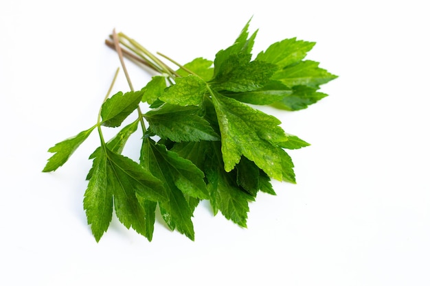 Feuilles d'armoise blanche sur fond blanc