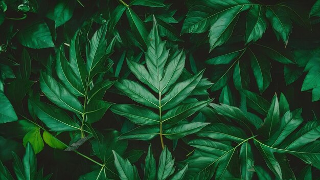 Photo feuilles asiatiques isolées sur fond blanc