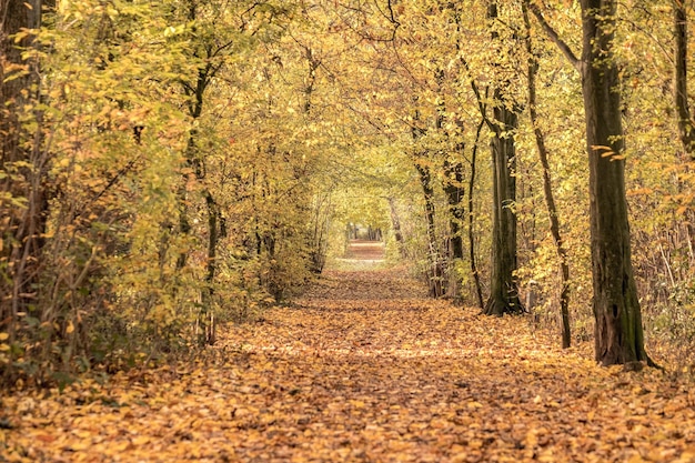 Des feuilles au milieu des arbres sur la passerelle de la forêt en automne