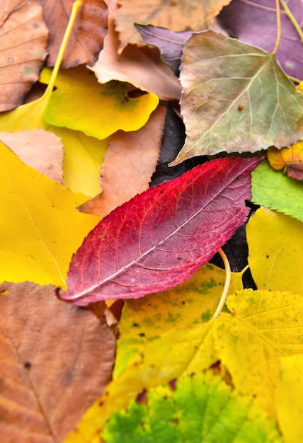 Feuilles automnales colorées