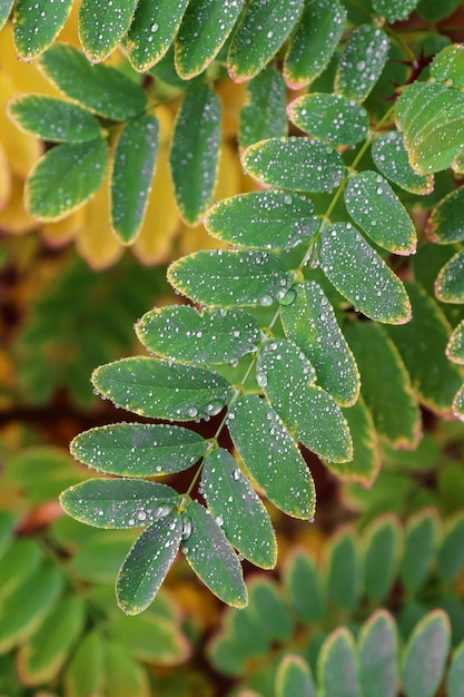 Feuilles d'automne d'acacia avec des gouttes d'eau dans la nature