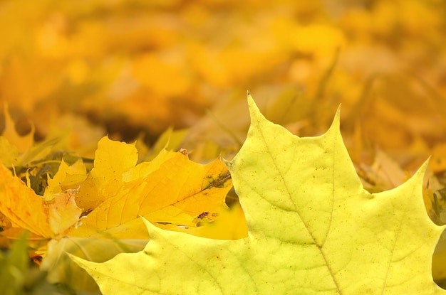 Feuilles d'automne acer colorées lumineuses fond plat feuilles d'érable multicolores vue de dessus