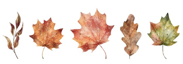 Feuilles d'automne aquarelle illustration de feuilles d'érable et de chêne dessinées à la main