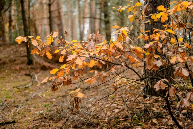 Feuilles d'automne sur un arbre dans la forêt