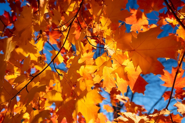 Feuilles d'automne sur les arbres Feuilles d'érable jaune Fond d'automne Feuilles sur fond flou Fond naturel et papier peint