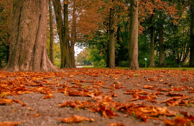 Photo les feuilles d'automne sur les arbres de la forêt