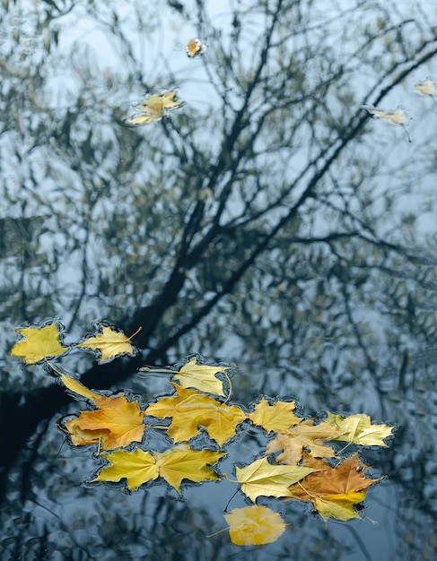 Feuilles d'automne et les arbres de réflexion dans l'eau de l'étang