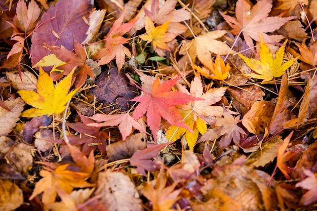 Feuilles d’automne au Japon de Kawaguchiko.