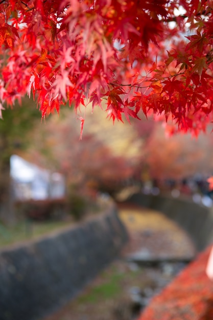 Feuilles d’automne au Japon de Kawaguchiko.