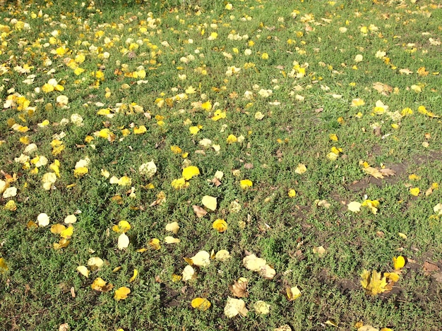 Feuilles d'automne au soleil