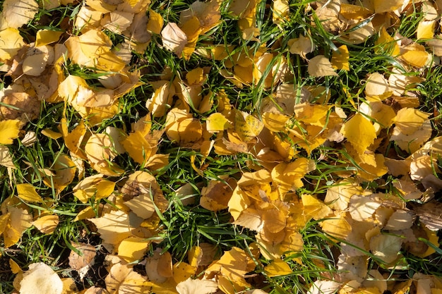 Des feuilles d'automne aux couleurs vives sur le sol, un fond d'hiver de feuilles sèches.