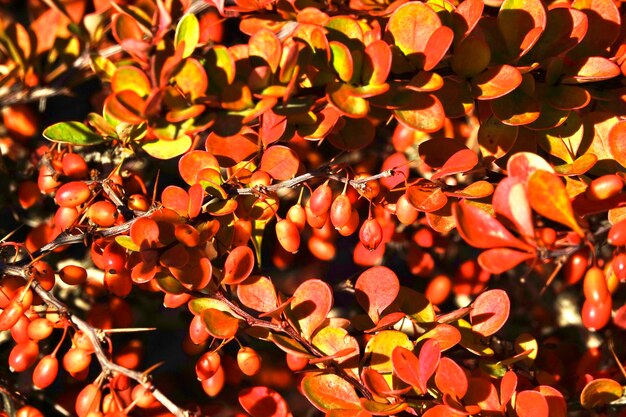 Photo des feuilles d'automne avec des barbes