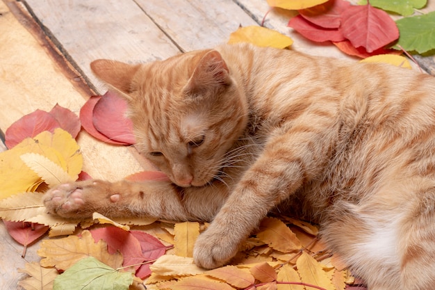 Feuilles d'automne sur bois. Avec fond