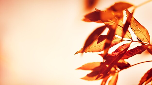 Photo les feuilles d'automne bordent