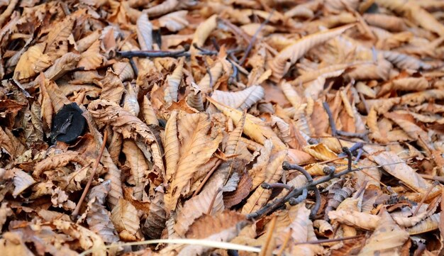 Feuilles d'automne brunes