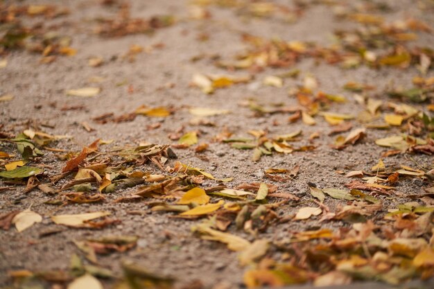 Photo les feuilles d'automne sur le champ