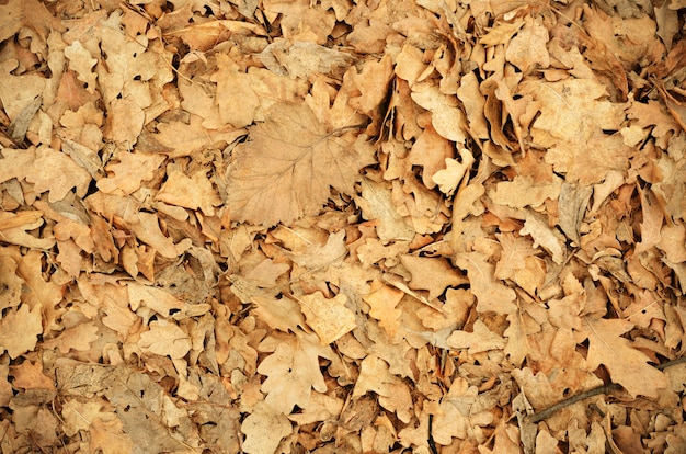 Feuilles d'automne de chêne sec pour le fond