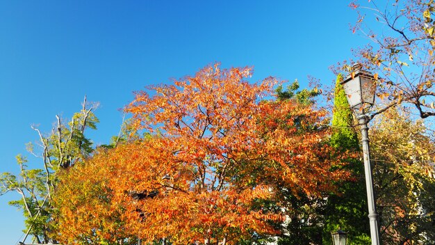 Feuilles d'automne et ciel bleu clair de couleur jaune et rouge.