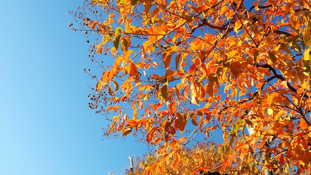 Feuilles d'automne et ciel bleu clair de couleur jaune et rouge.