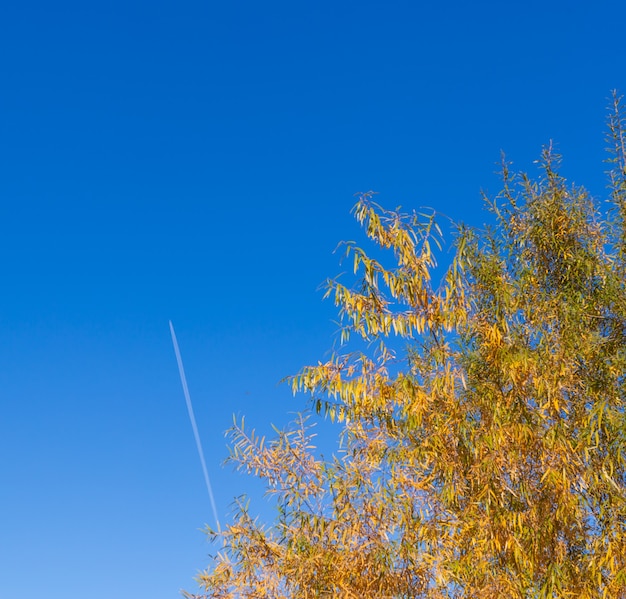 feuilles d'automne sur ciel bleu avec fond d'avion