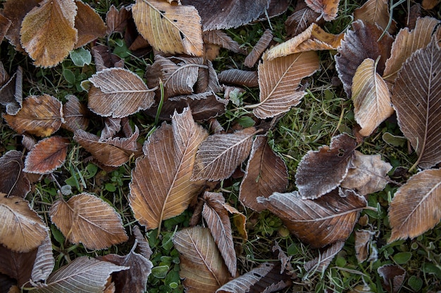 Feuilles d'automne close-up, fond naturel