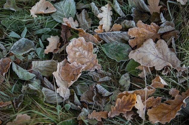 Feuilles d'automne close-up, fond naturel