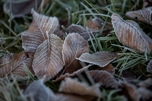 Feuilles d'automne close-up, fond naturel