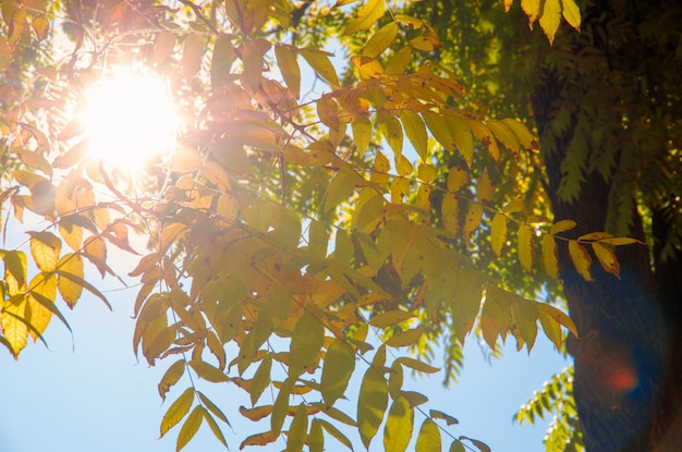 Feuilles d&#39;automne coloré contre le ciel bleu