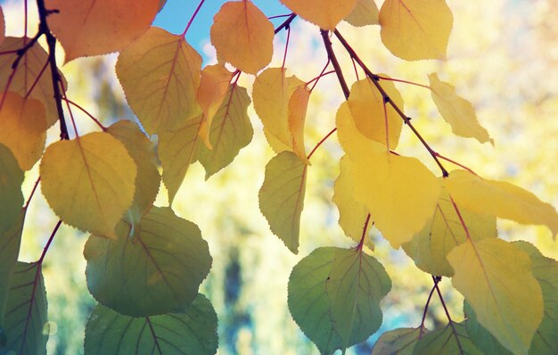 Feuilles d&#39;automne coloré contre le ciel bleu