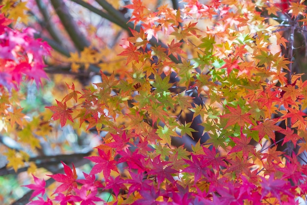 Feuilles d&#39;automne coloré fond nature