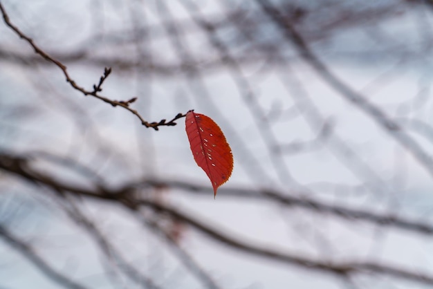 Feuilles d&#39;automne coloré fond nature