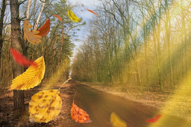 Feuilles d'automne colorées en chute libre