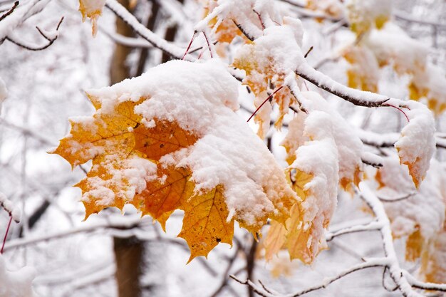 Feuilles d'automne colorées couvertes de neige Première neige dans le parc de la ville