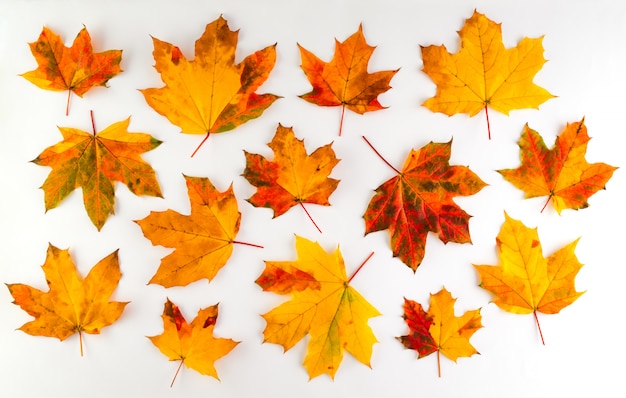 Feuilles d'automne colorées sur fond blanc