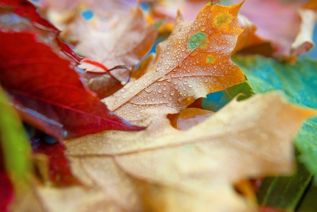 Feuilles d'automne colorées sur fond bleu