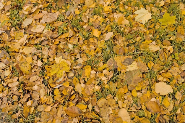 Feuilles d'automne colorées fond Feuilles d'automne fond sur la forêt Feuilles d'automne tombées