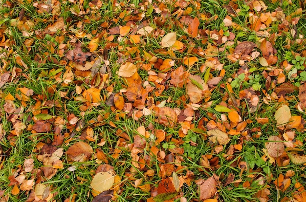 Feuilles d'automne colorées fond Feuilles d'automne fond sur la forêt Feuilles d'automne tombées