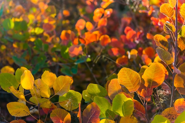 Feuilles d'automne colorées jaunes rouges et vertes