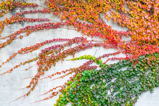 Feuilles d'automne colorées sur le mur