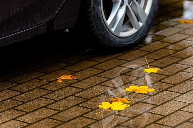 Feuilles d'automne colorées et reflet d'une roue de voiture dans une flaque