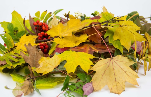 Feuilles d'automne colorées sèches sur fond blanc. Bouquet de feuilles d'automne