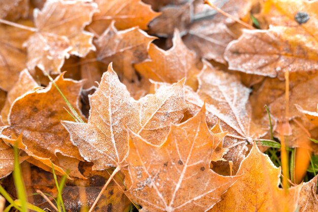 Feuilles d'automne congelées colorées sur l'herbe