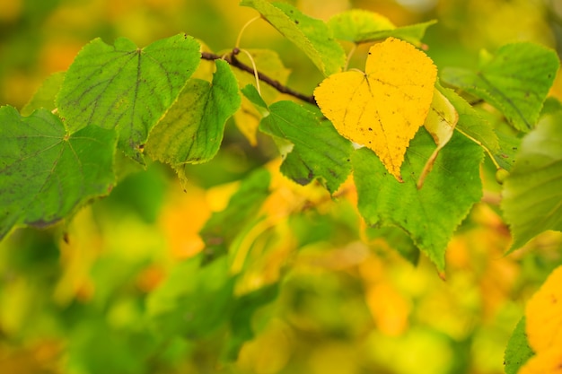 Les feuilles d'automne de couleur jaune ornent le beau fond de bokeh de la nature belle nature