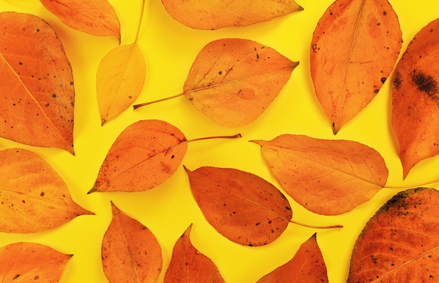 Feuilles d'automne de couleur orange sur tableau jaune, vue de haut en bas.