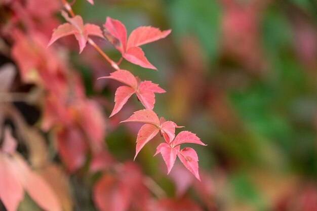 feuilles d&#39;automne couleurs