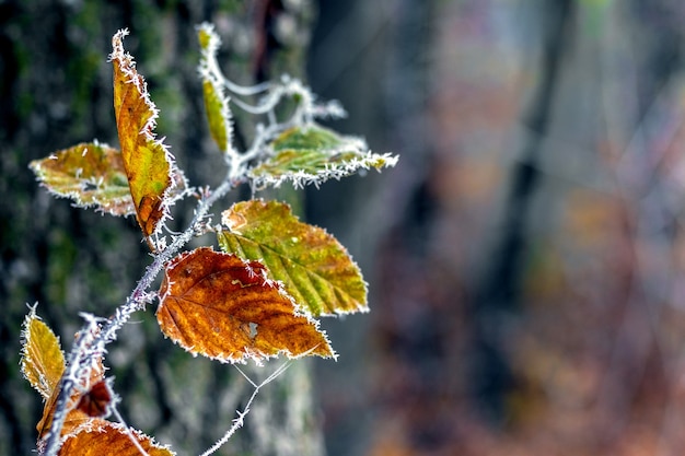 Feuilles d'automne couvertes de givre dans la forêt sur fond sombre