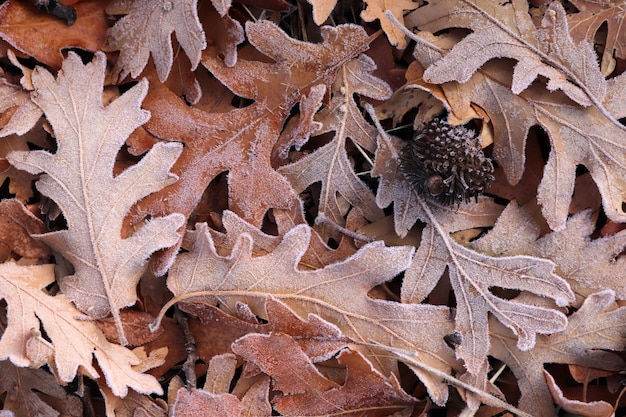 Feuilles d'automne couvertes de rosée