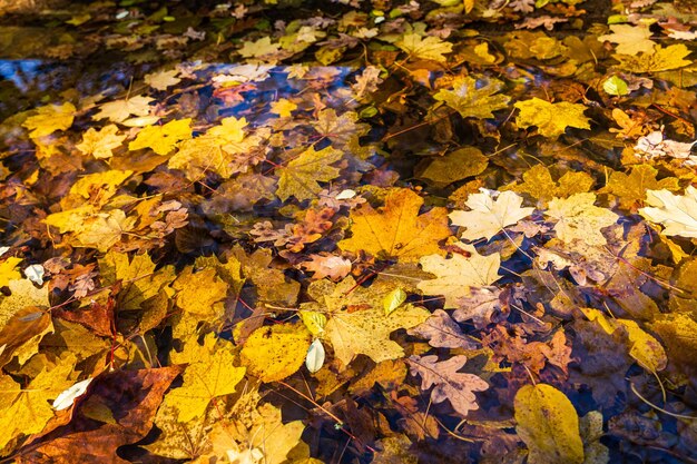 Les feuilles d'automne dans la cascade du parc