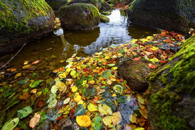 Feuilles d'automne dans l'eau parmi de grandes belles pierres